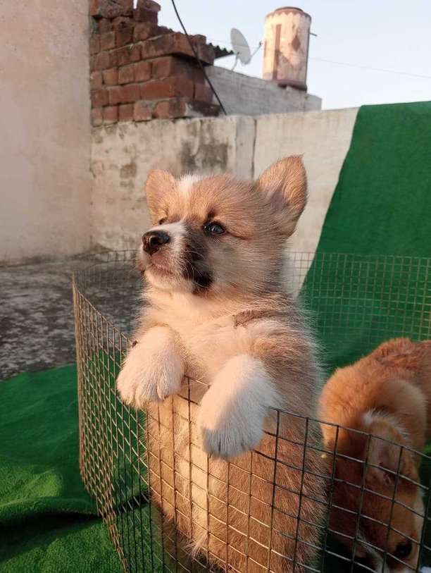Pembroke Welsh Corgi For Sale In Jaipur