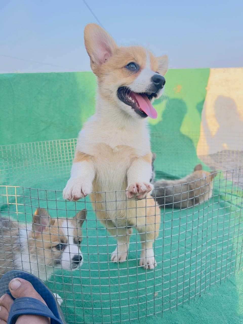 Pembroke Welsh Corgi For Sale In Jaipur