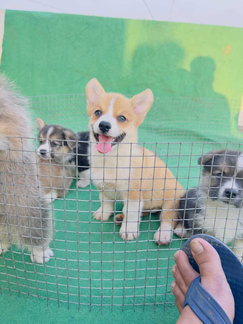 Pembroke Welsh Corgi For Sale In Jaipur