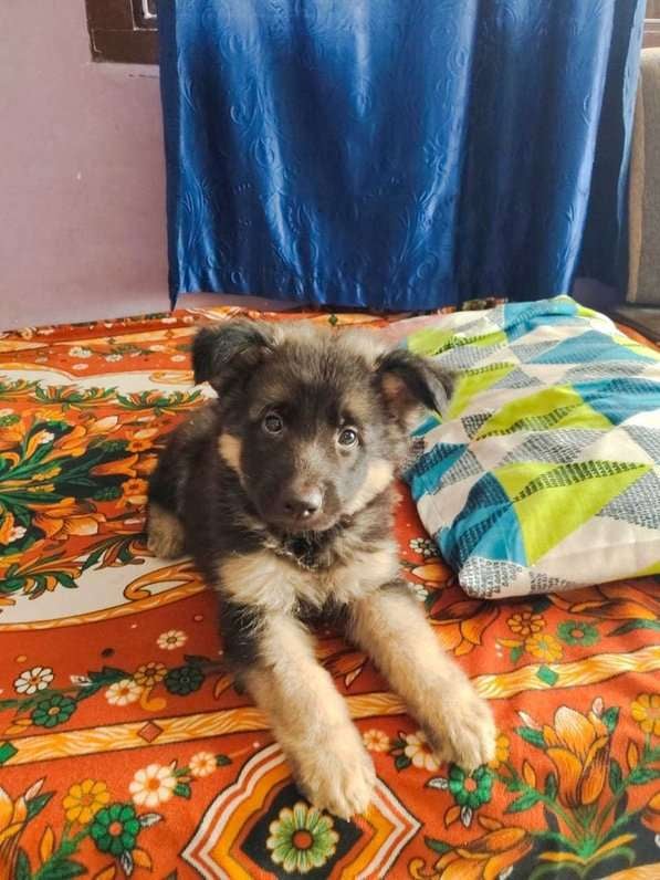 German Shepherd For Sale In Mysore