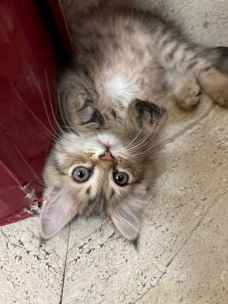 Siberian For Sale In Chandigarh