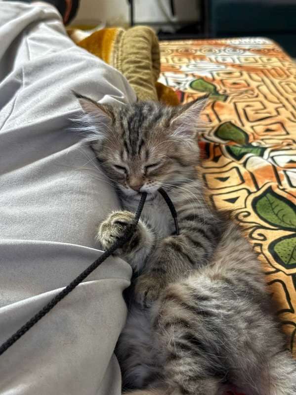 Siberian For Sale In Chennai