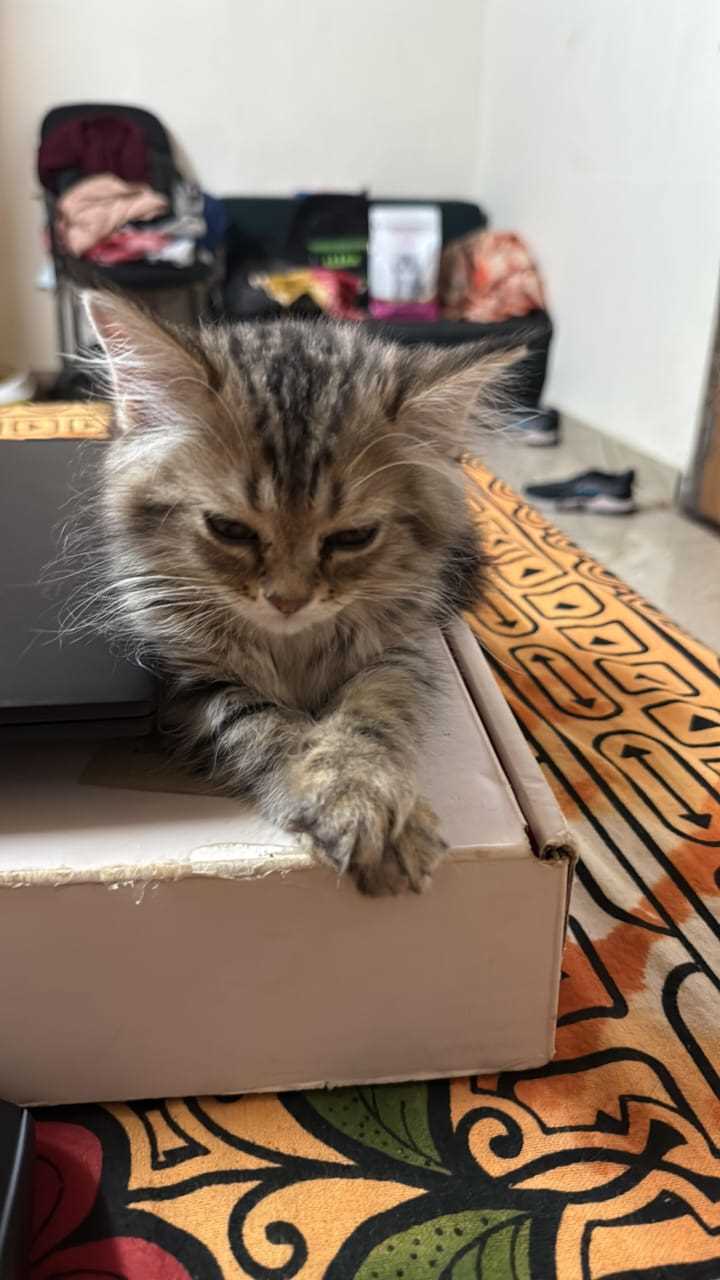 Siberian For Sale In Chennai