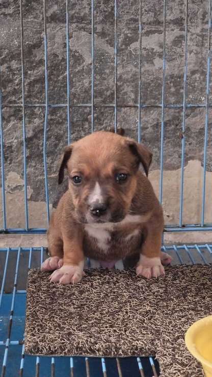 Pitbull For Sale In Delhi