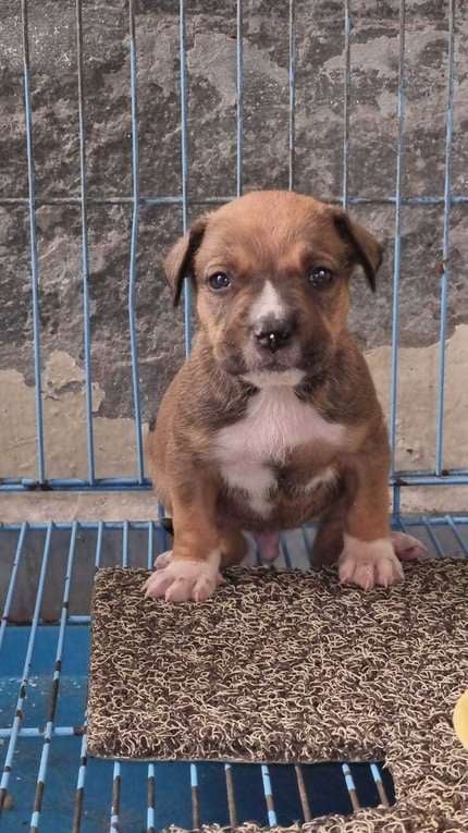 Pitbull For Sale In Delhi