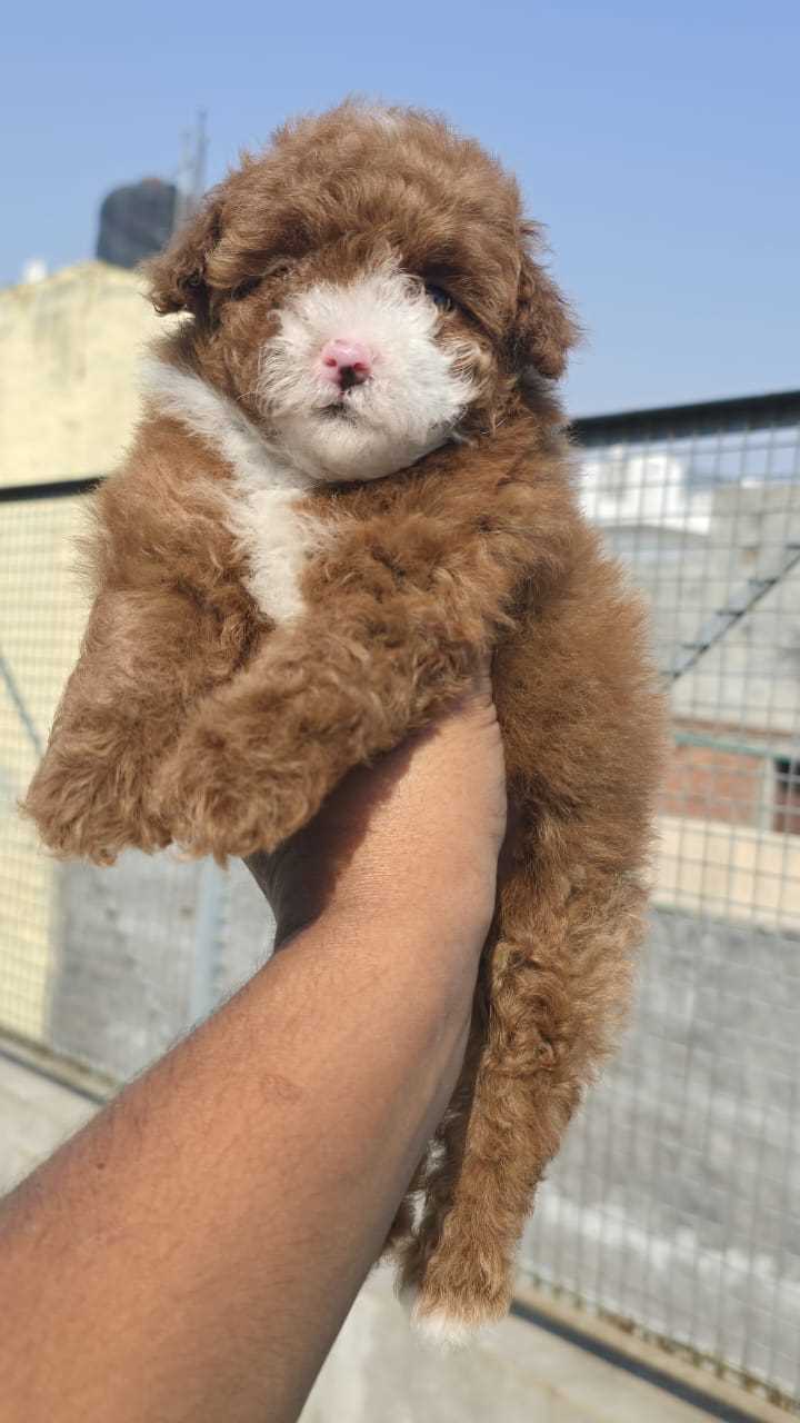Poodle For Sale In Jaipur