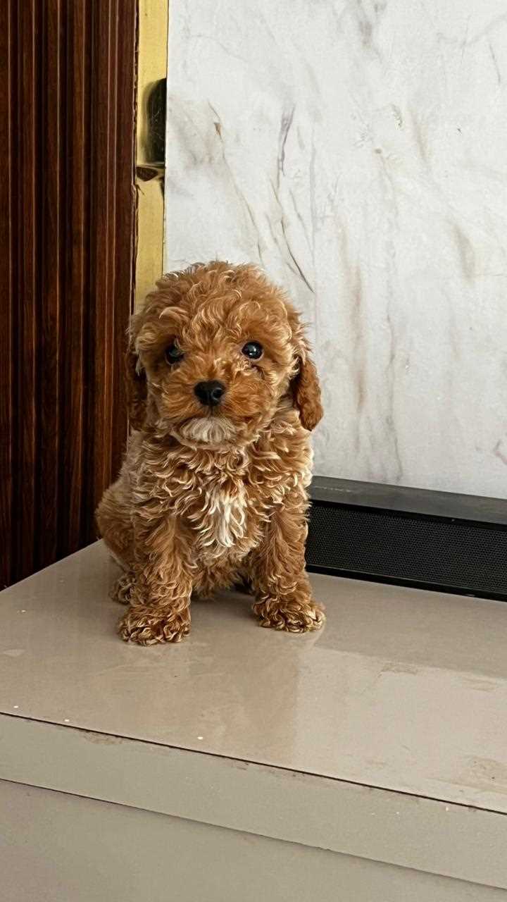 Poodle For Sale In Noida