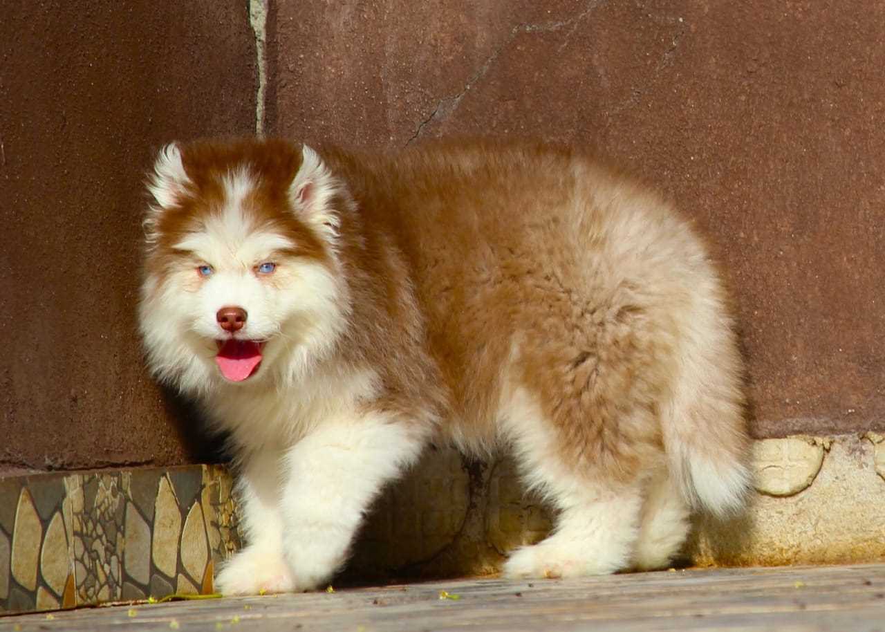 Siberian Husky For Sale In Noida