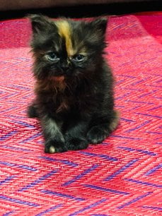 Persian For Sale In Hyderabad