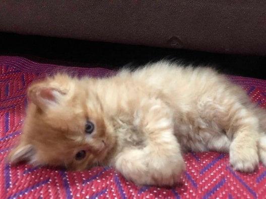 Persian For Sale In Hyderabad