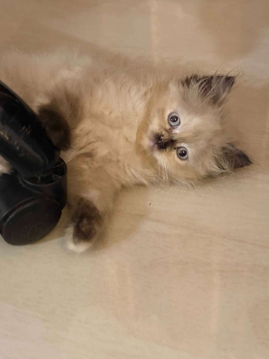 Himalayan For Sale In Mumbai