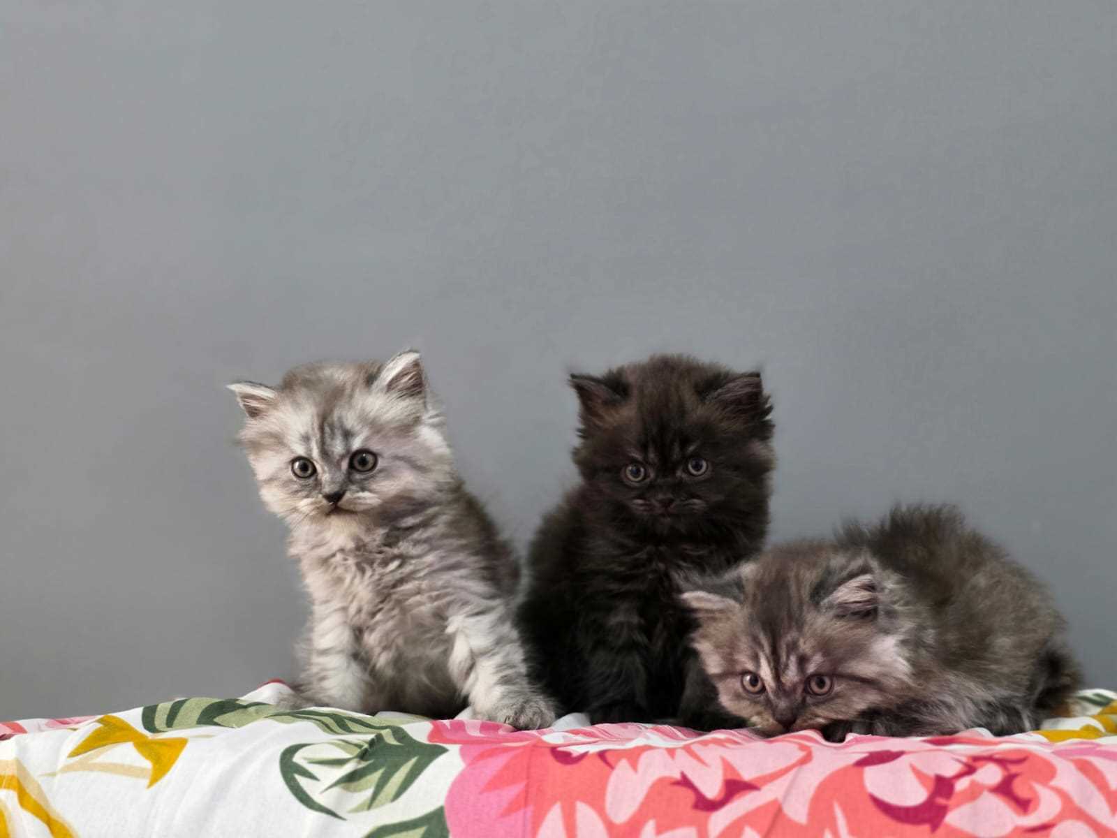 Siberian For Sale In Chandigarh