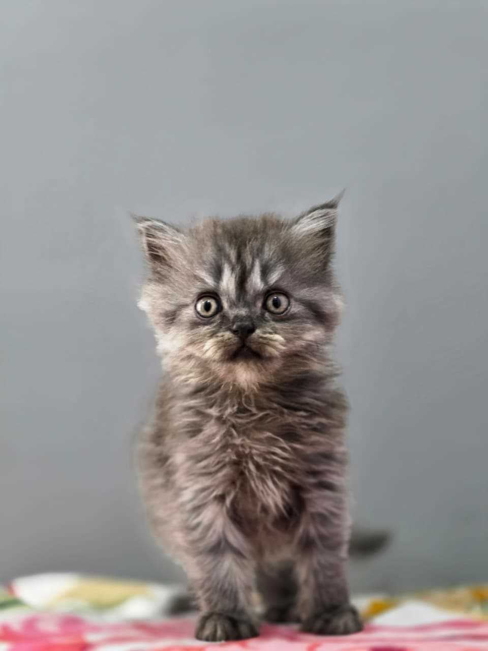 Siberian For Sale In Chandigarh