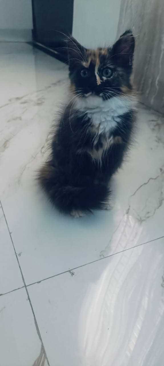 Maine Coon For Sale In Noida