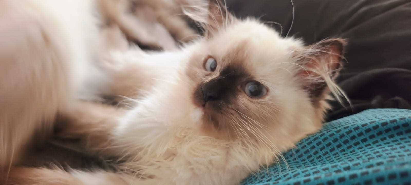 Himalayan For Sale In Chennai