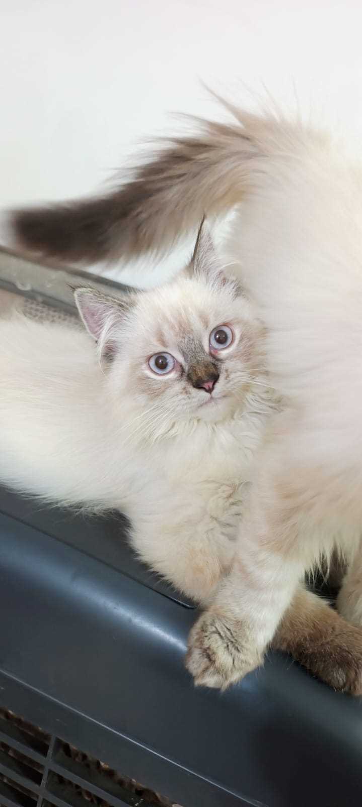 Himalayan For Sale In Chennai