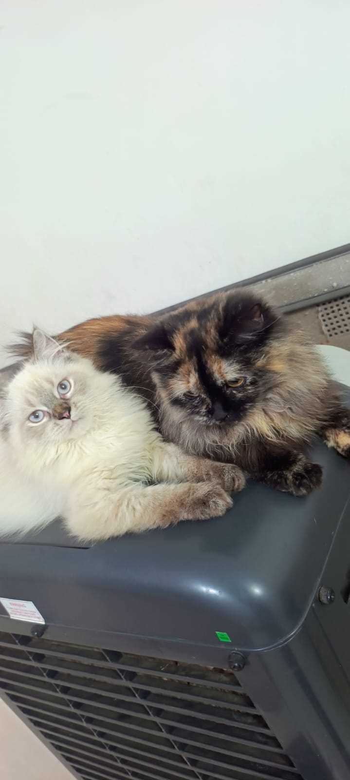Himalayan For Sale In Chennai
