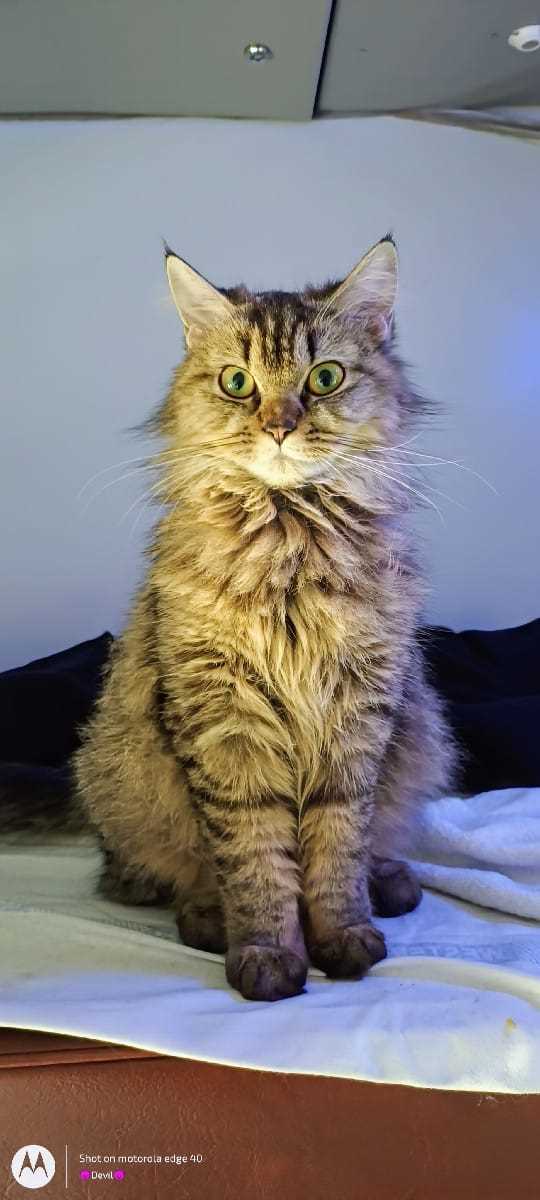 Siberian For Sale In Chennai