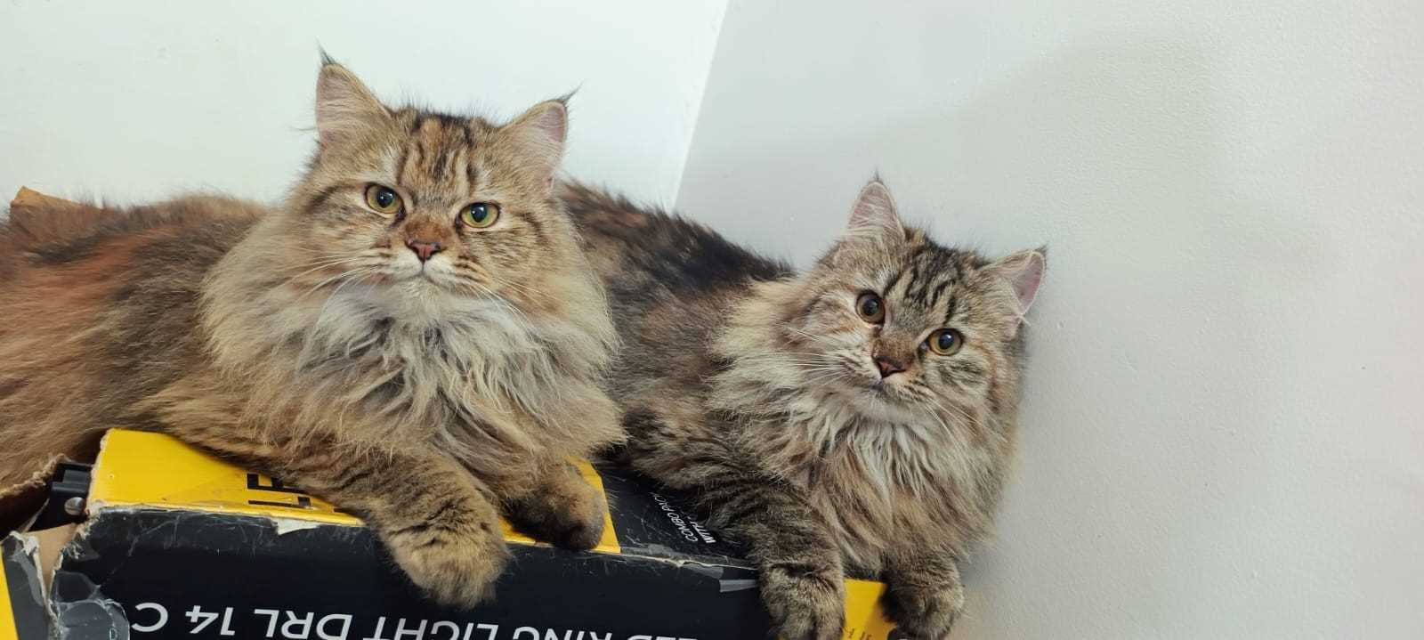 Siberian For Sale In Chennai
