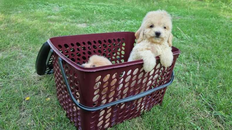 Maltipoo For Sale In Jaipur