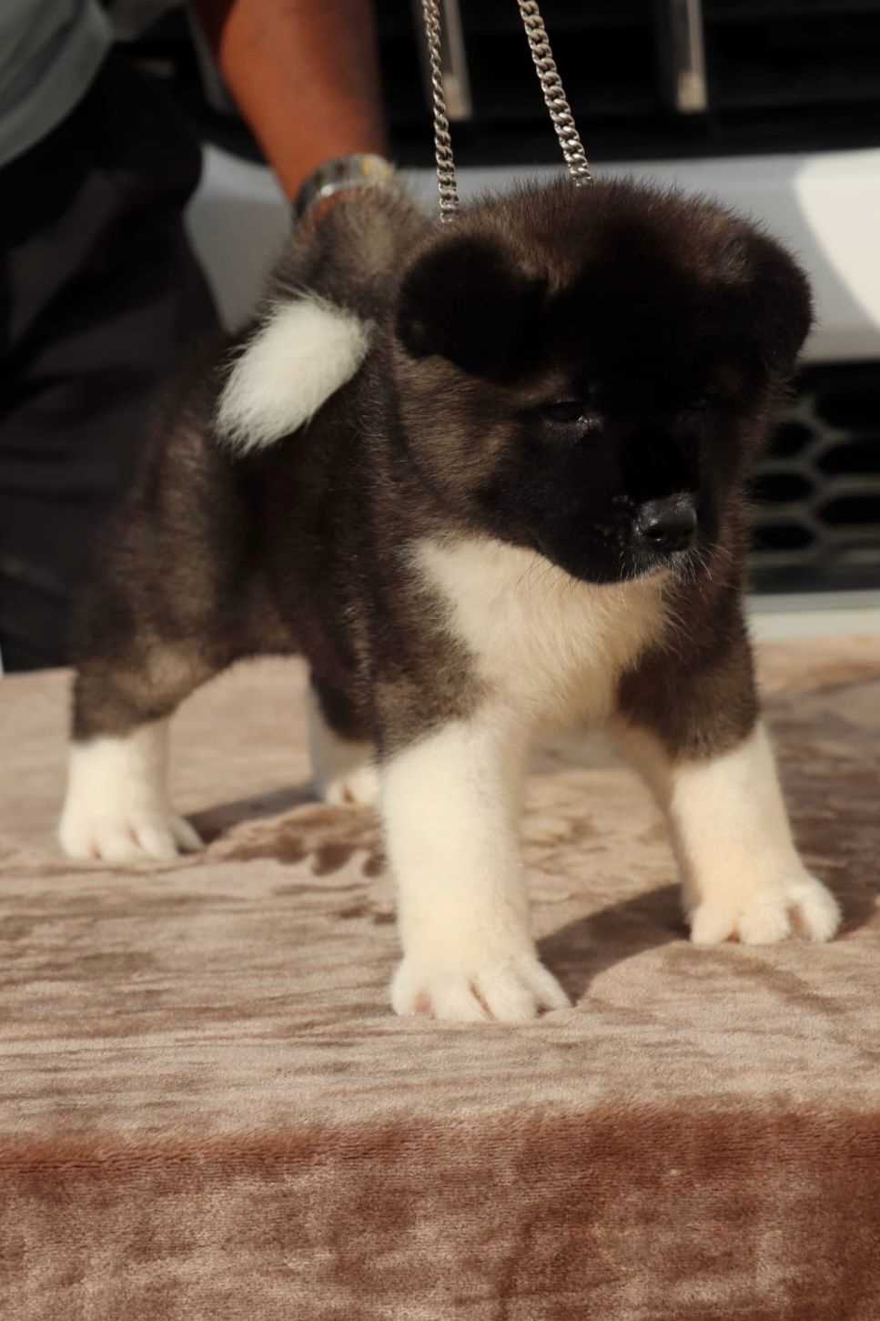 Akita For Sale In Jaipur