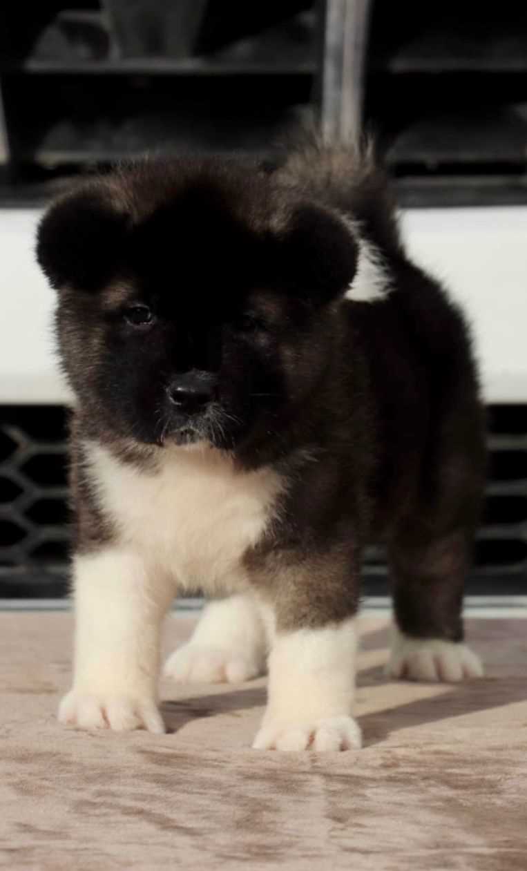 Akita For Sale In Jaipur