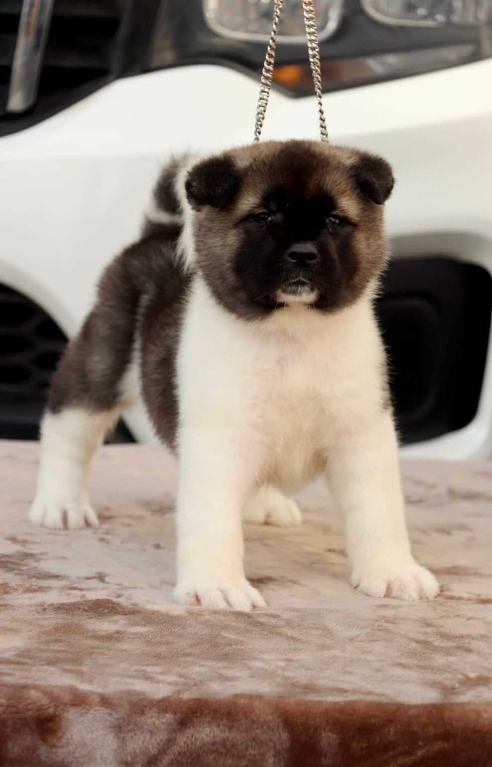 Akita For Sale In Jaipur