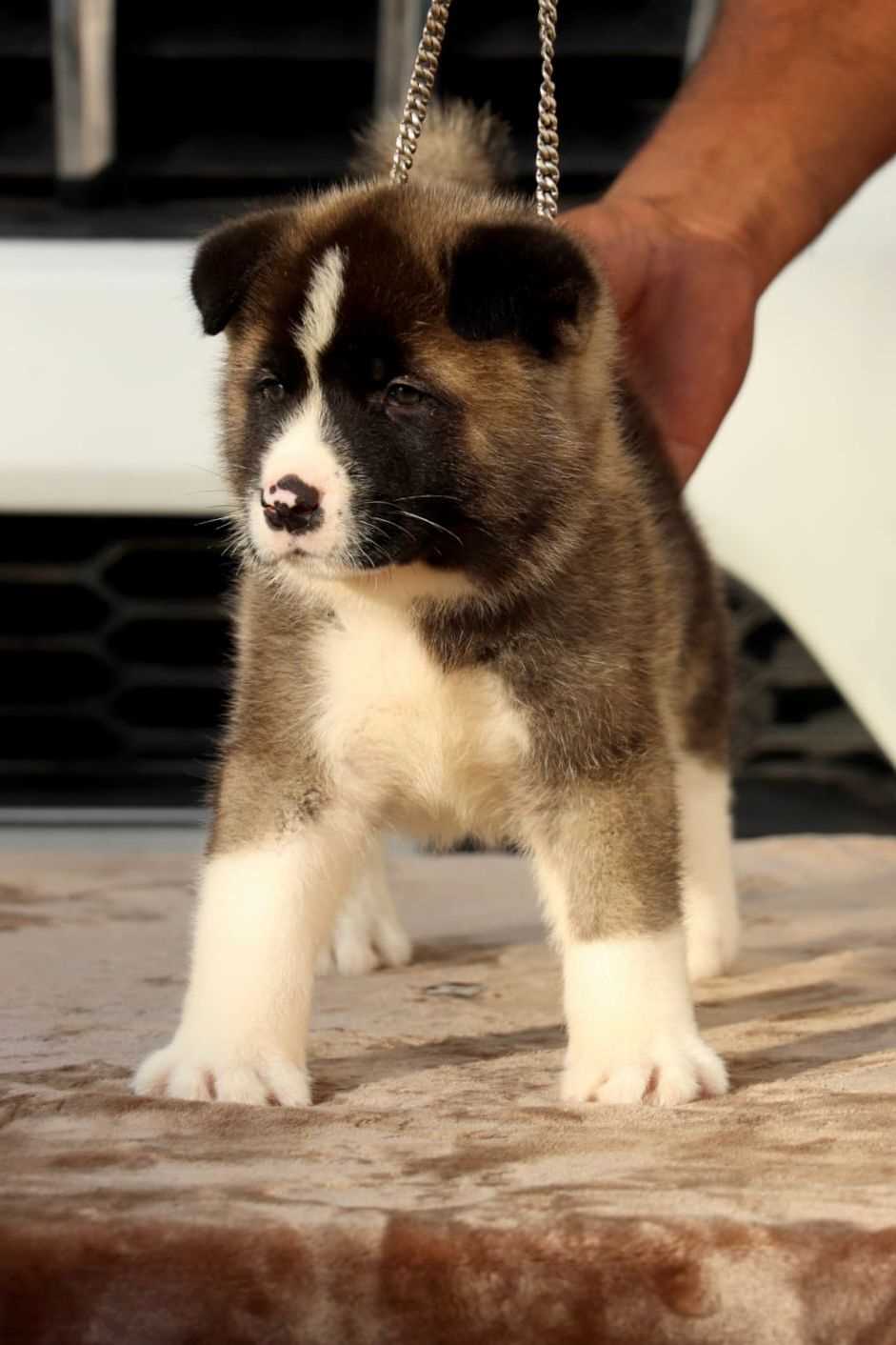 Akita For Sale In Jaipur