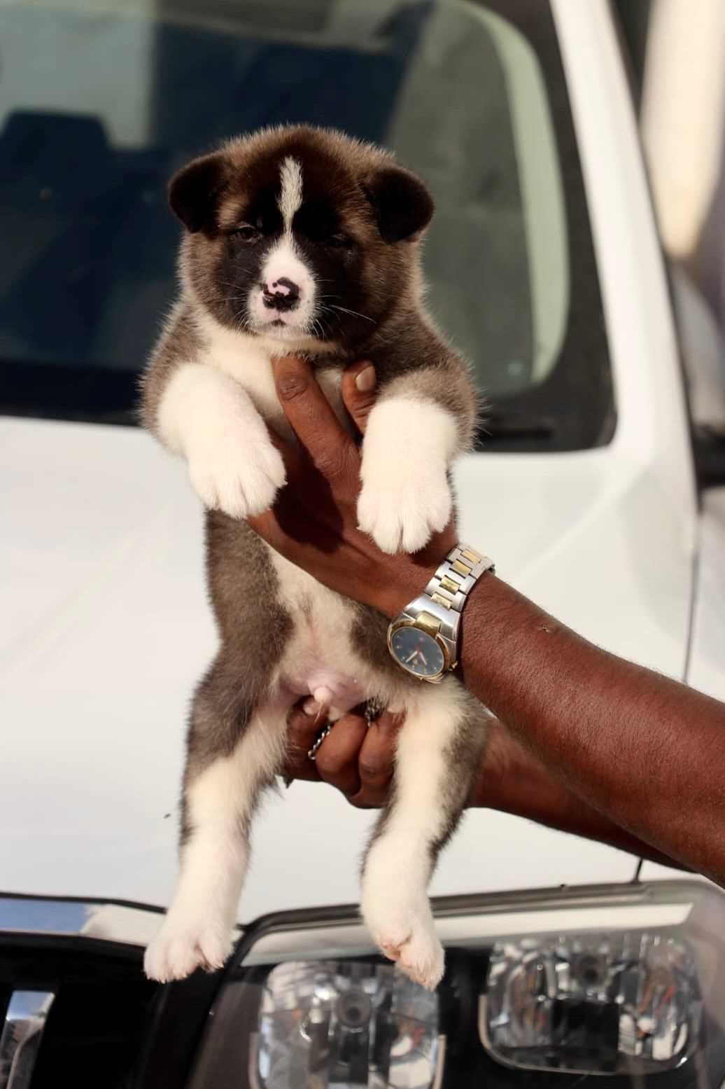 Akita For Sale In Jaipur