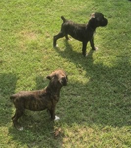 Boxer For Sale In Delhi