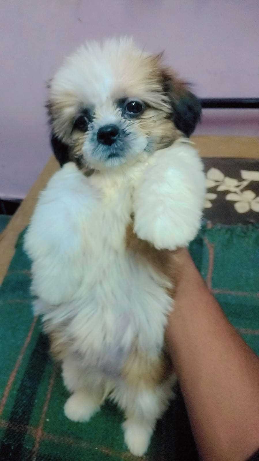 Shih Tzu For Sale In Hyderabad