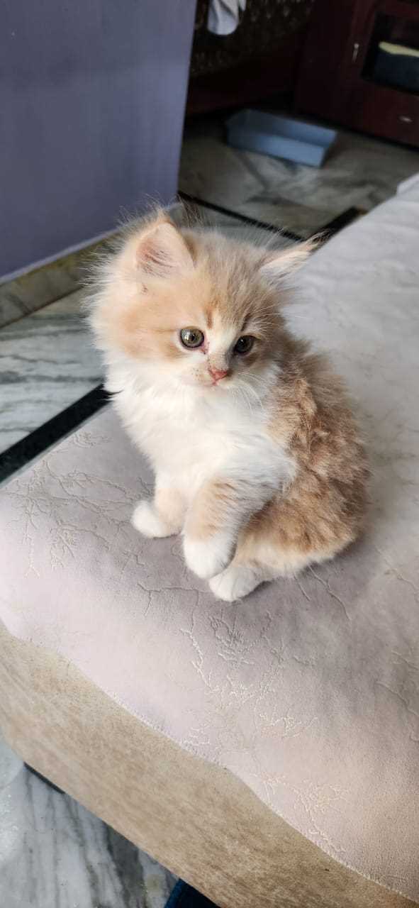Persian For Sale In Jaipur