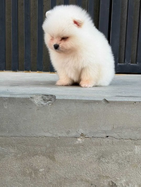 Toy Pom For Sale In Jaipur