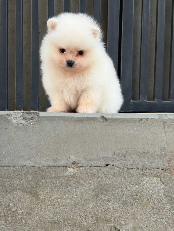 Toy Pom For Sale In Jaipur