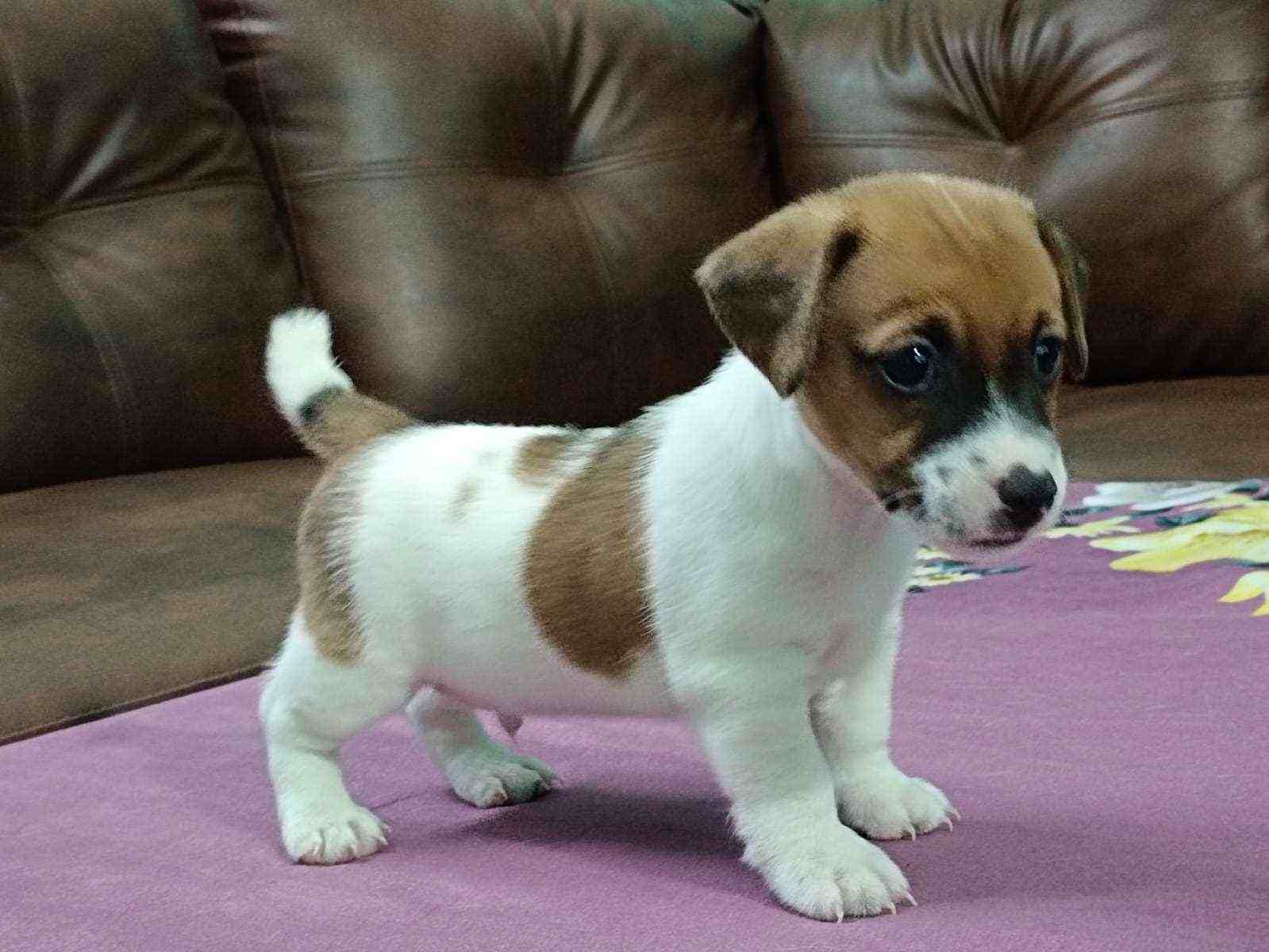 Basic Quality Jack Russell Terrier