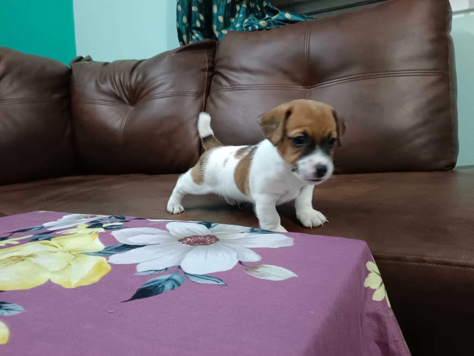 Mr n Mrs Pet