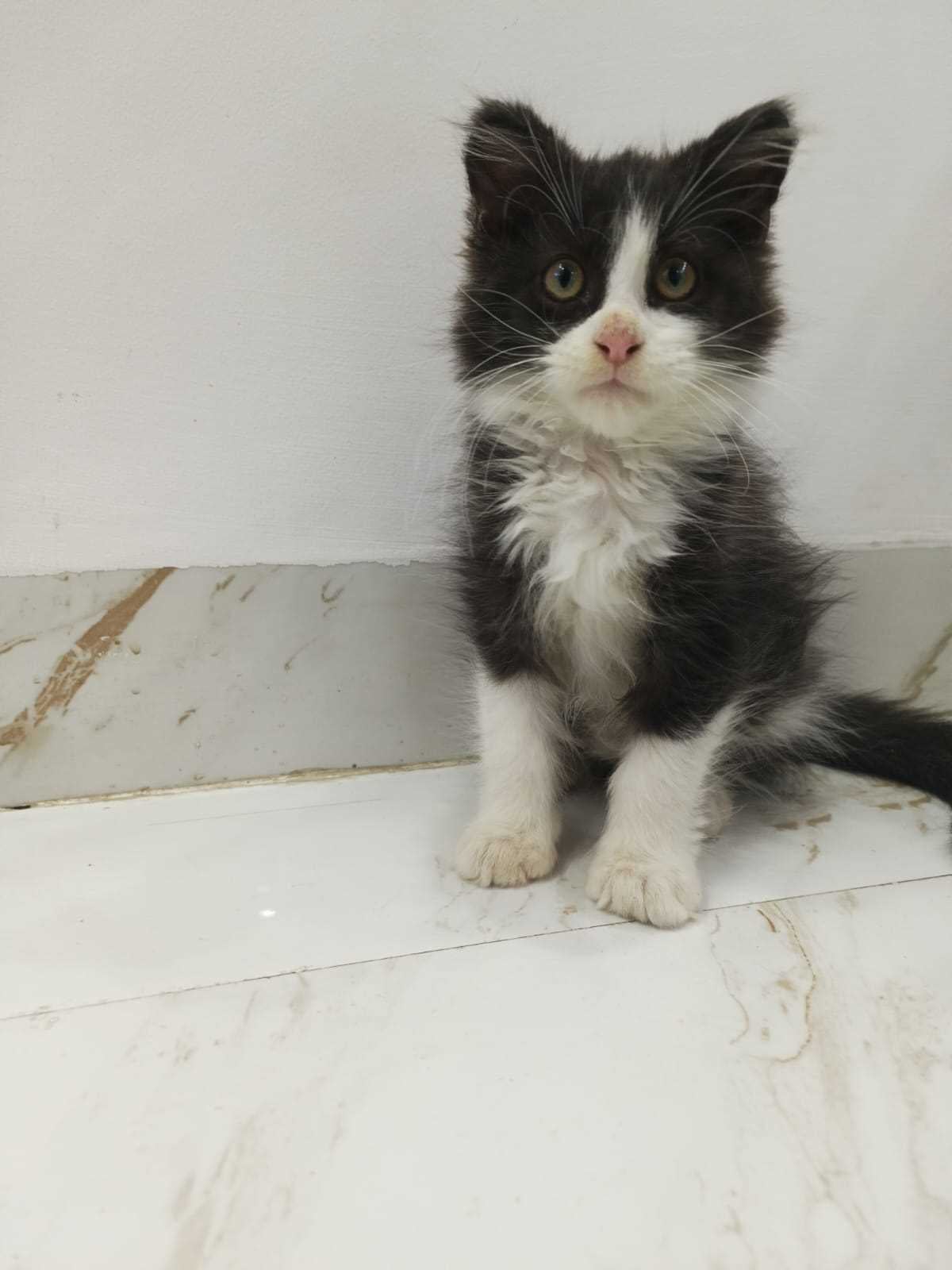Maine Coon For Sale In Bangalore