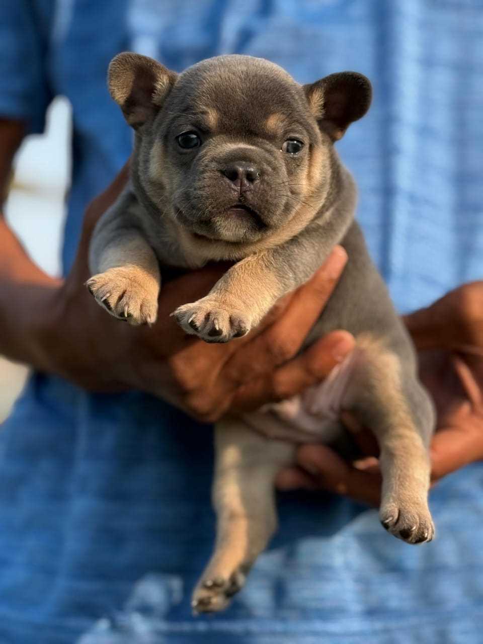 French Bulldog For Sale In Chennai