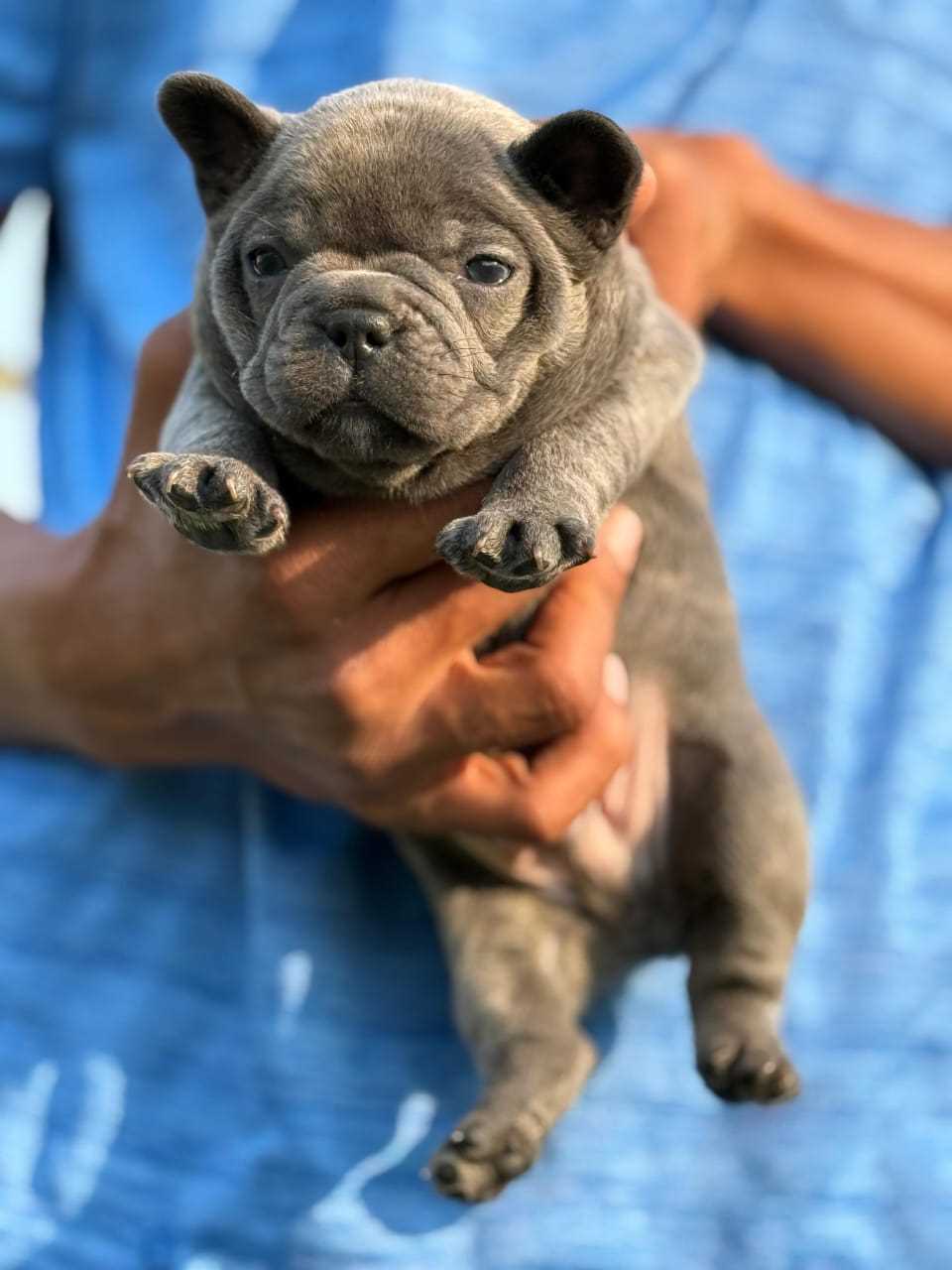 French Bulldog For Sale In Chennai