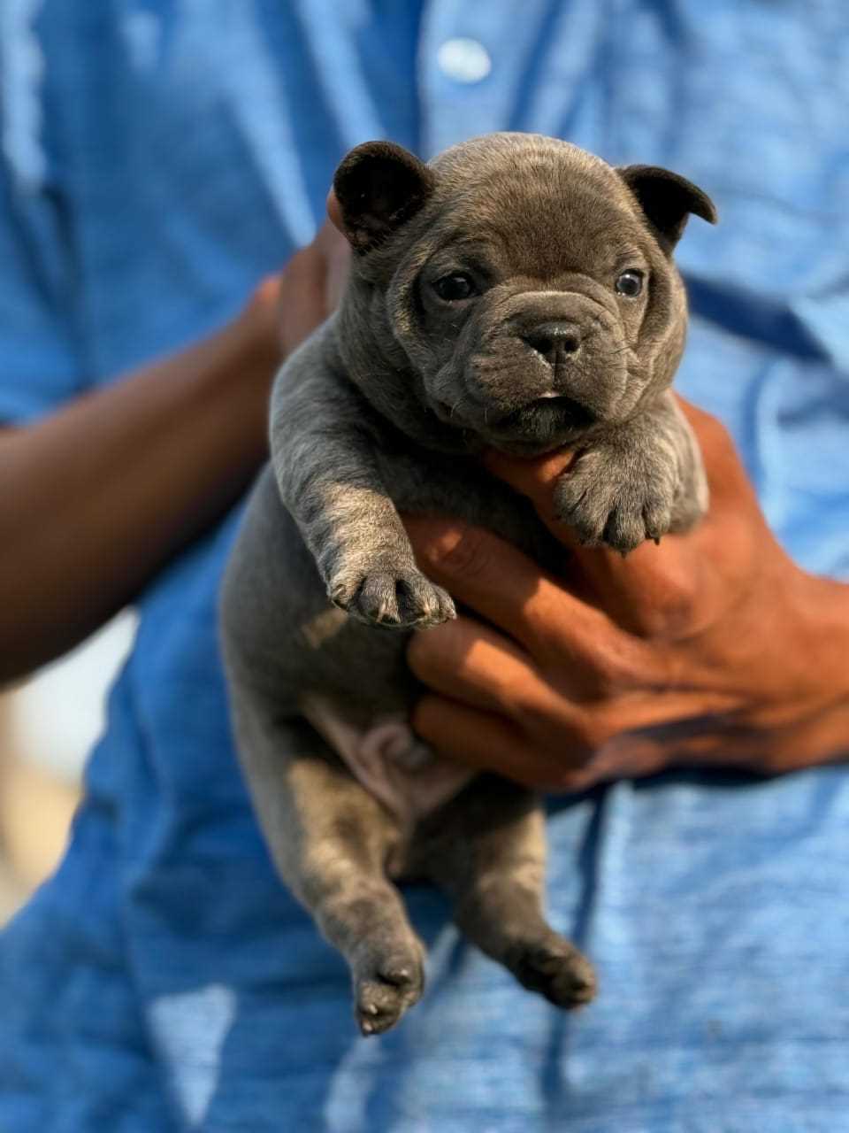 French Bulldog For Sale In Chennai