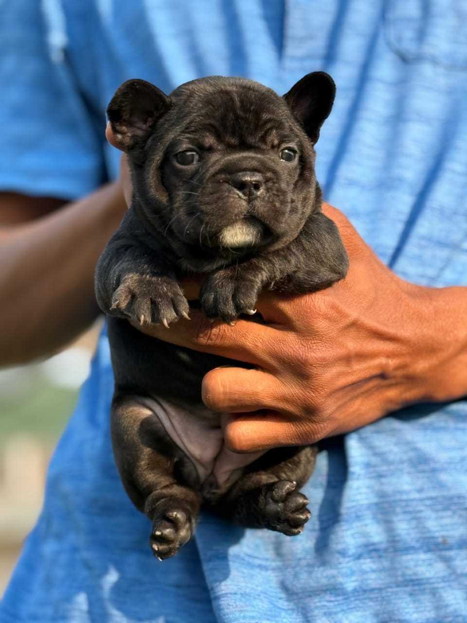 French Bulldog For Sale In Chennai