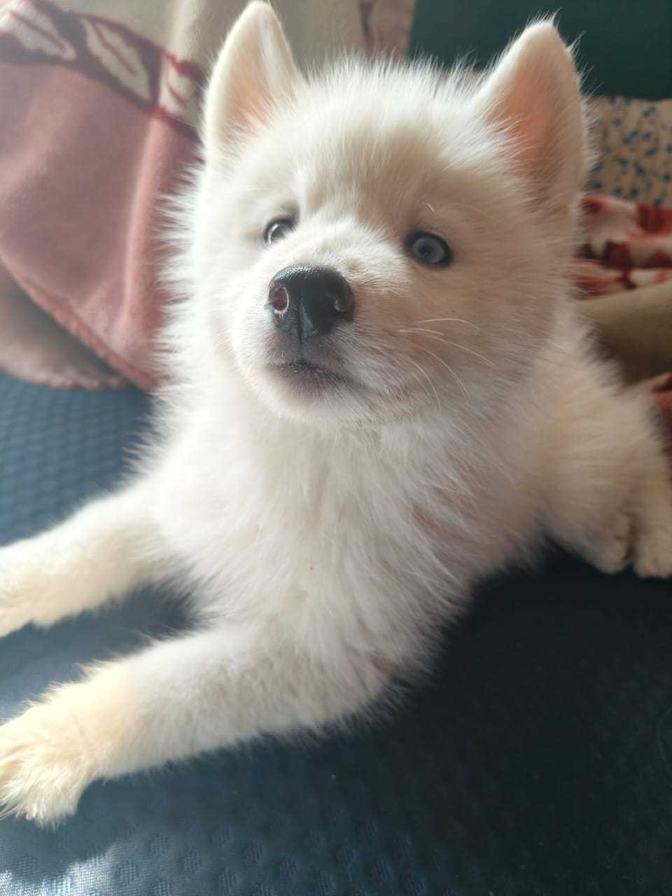 Siberian Husky For Sale In Chennai