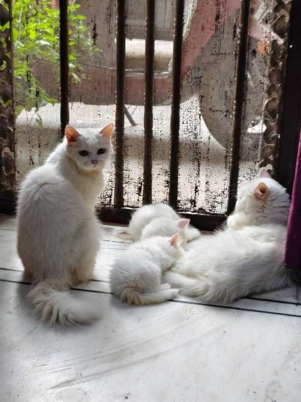Persian For Sale In Noida