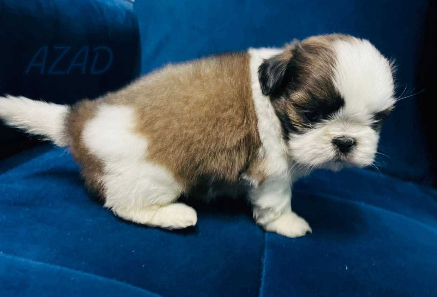 Shih Tzu For Sale In Vijayawada