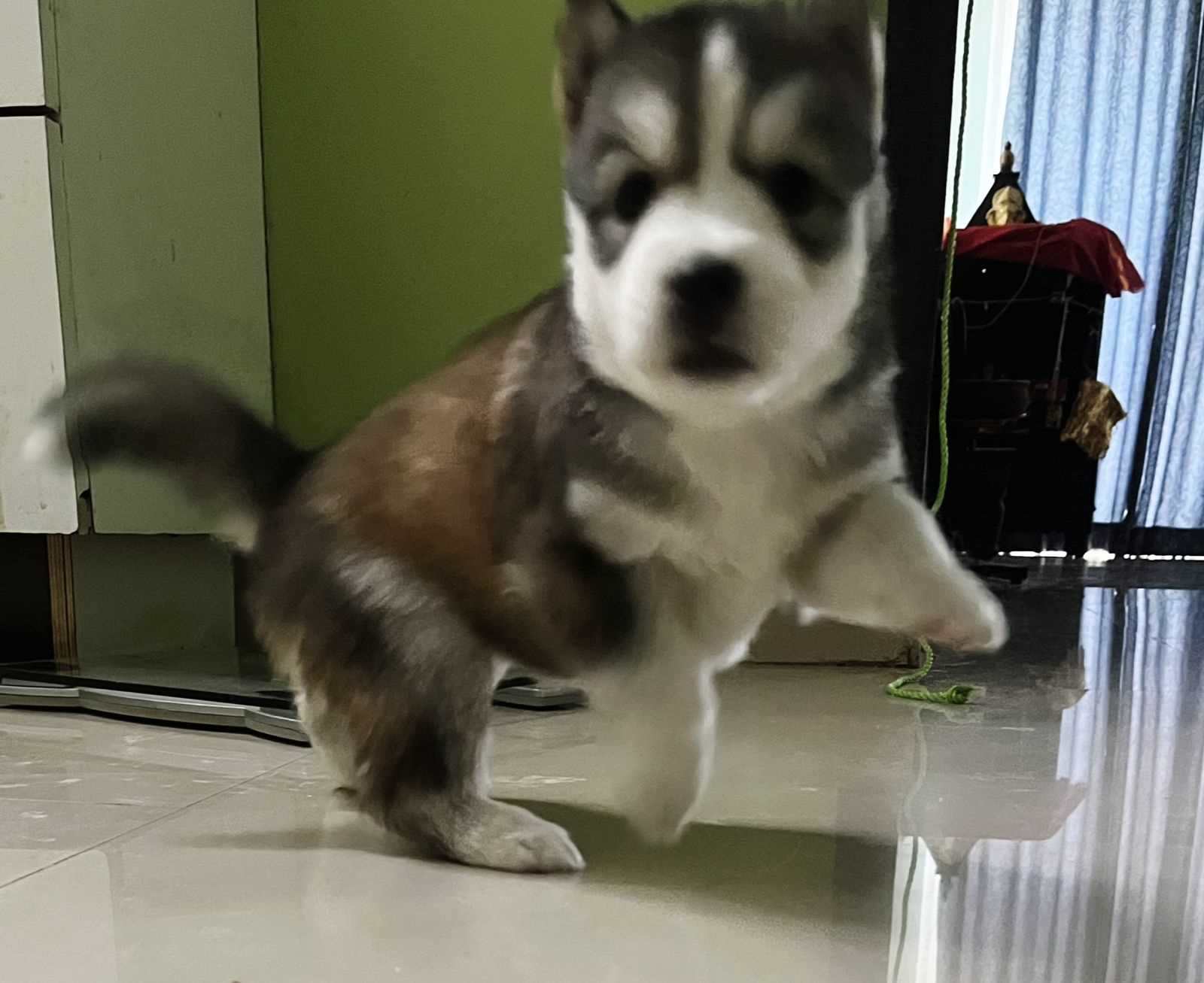 Siberian Husky For Sale In Vijayawada