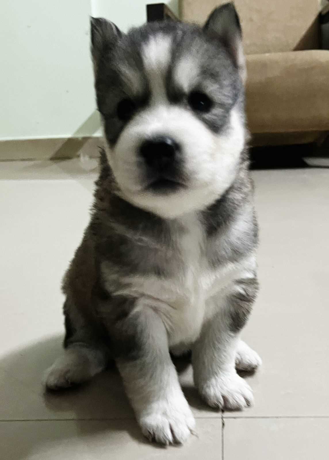 Siberian Husky For Sale In Vijayawada