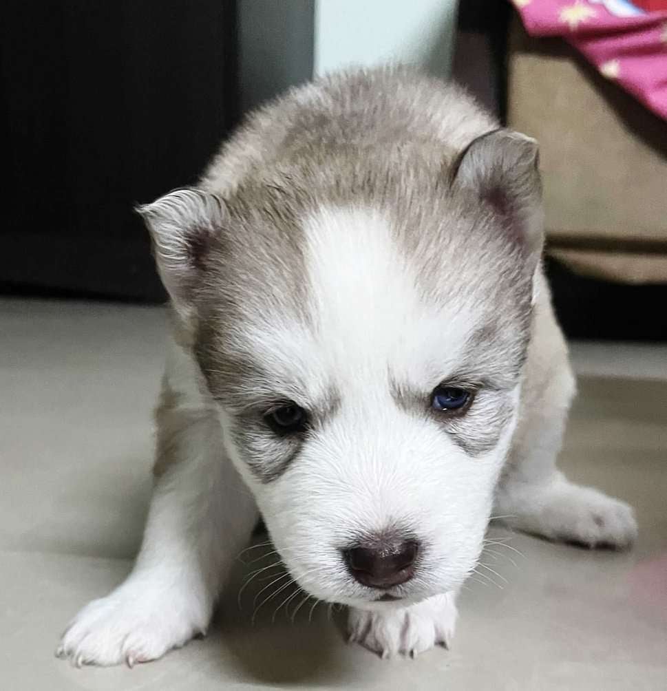 Siberian Husky For Sale In Vijayawada