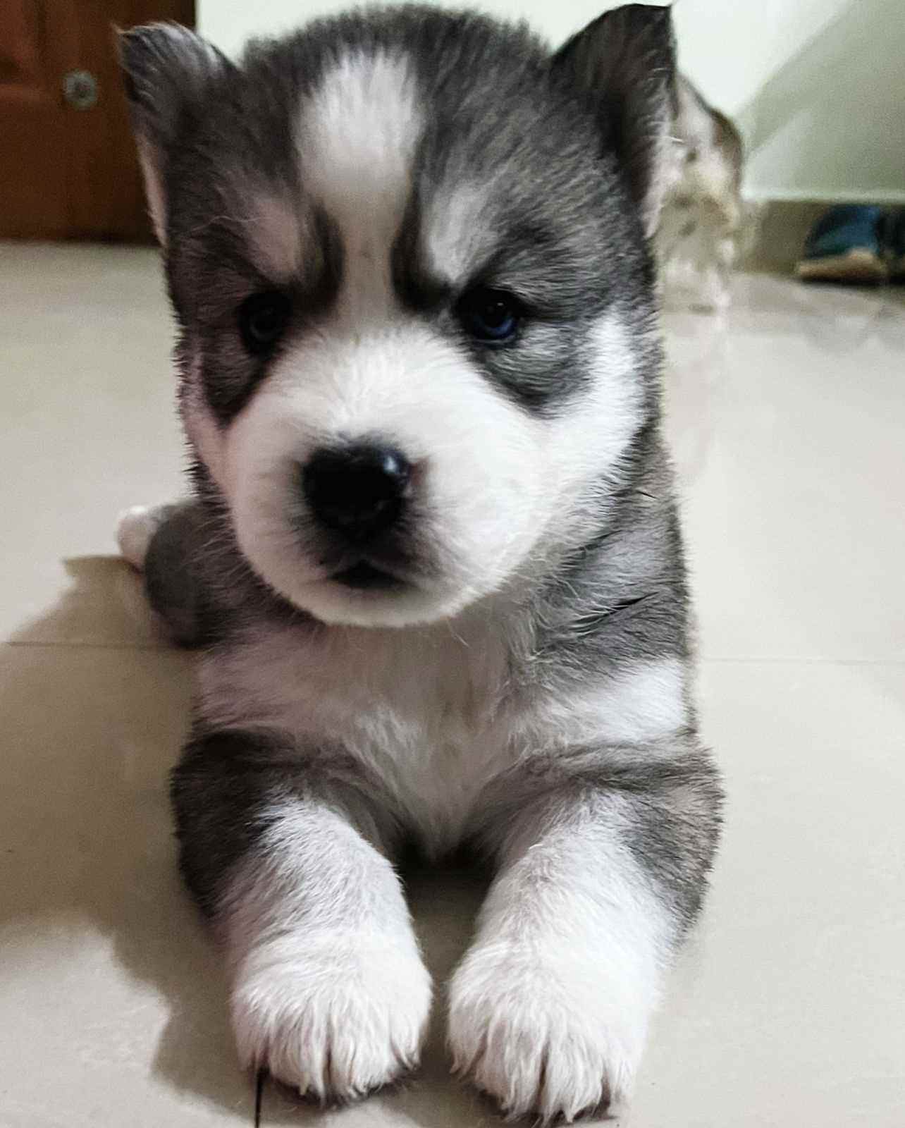 Siberian Husky For Sale In Vijayawada