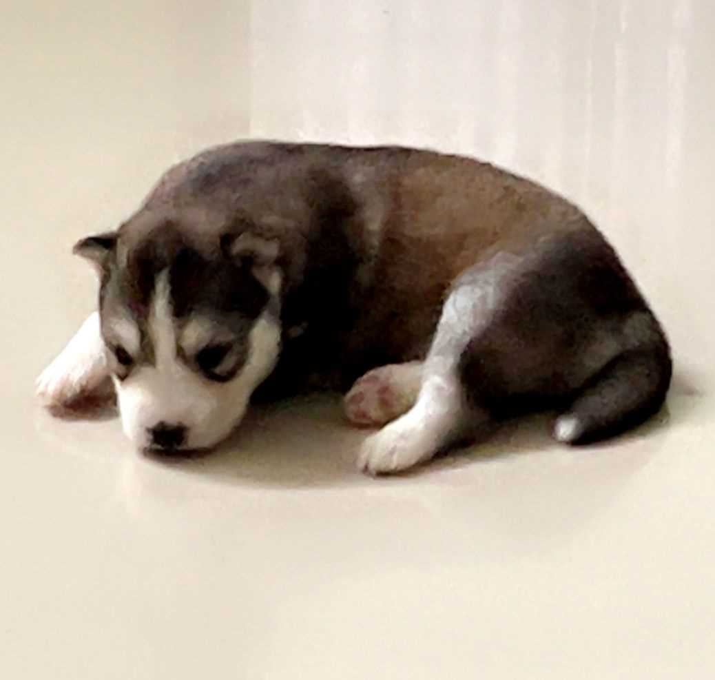 Siberian Husky For Sale In Vijayawada