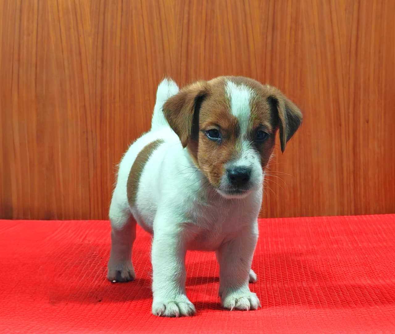 KCI Registered Jack Russell Terrier